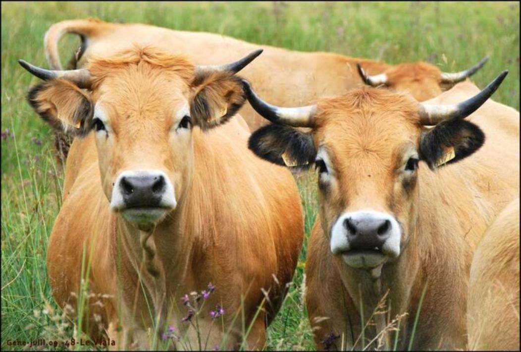 Saint-Alban-sur-LimagnoleLozere Aubrac Margeride Promoアパートメント エクステリア 写真